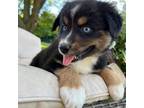 Australian Shepherd Puppy for sale in Everton, MO, USA