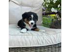 Miniature Australian Shepherd Puppy for sale in Everton, MO, USA