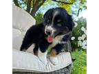 Miniature Australian Shepherd Puppy for sale in Everton, MO, USA