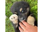 Australian Shepherd Puppy for sale in Everton, MO, USA