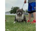 Mutt Puppy for sale in Lincoln Park, MI, USA