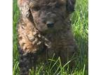 Goldendoodle Puppy for sale in Logan, IA, USA