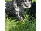 Goldendoodle Puppy for sale in Logan, IA, USA