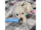 Golden Retriever Puppy for sale in Francisco, IN, USA