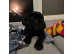 Cane Corso Puppy for sale in Yukon, OK, USA