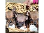 Chihuahua Puppy for sale in Fallbrook, CA, USA