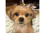 Shorkie Tzu Puppy for sale in Longview, TX, USA