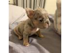 French Bulldog Puppy for sale in Belton, TX, USA