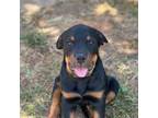 Rottweiler Puppy for sale in Mather, CA, USA