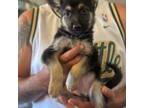 German Shepherd Dog Puppy for sale in Brighton, CO, USA