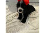 Cocker Spaniel Puppy for sale in Texarkana, TX, USA