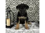 German Shepherd Dog Puppy for sale in Franklin, IN, USA