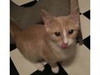 Adopt Shiloh a Orange or Red (Mostly) Domestic Mediumhair (medium coat) cat in