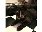 Adopt Aluma a Tortoiseshell Domestic Shorthair (short coat) cat in Lizella