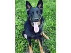 Adopt Elle a Black - with Tan, Yellow or Fawn German Shepherd Dog / Mixed dog in