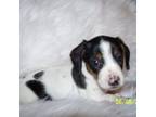 Dachshund Puppy for sale in Mulberry Grove, IL, USA