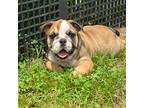 Bulldog Puppy for sale in Exeter, MO, USA