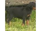 Doberman Pinscher Puppy for sale in Marion, IN, USA
