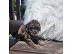 Poodle (Toy) Puppy for sale in Staunton, VA, USA