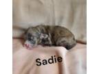 Sadie