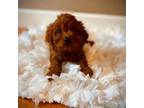 Cavapoo Puppy for sale in Crossville, TN, USA