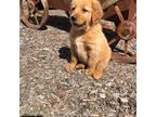 Golden Retriever Puppy for sale in Pulaski, WI, USA