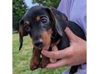 Dachshund Puppy for sale in Newton Grove, NC, USA