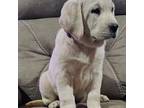 Labrador Retriever Puppy for sale in Stronghurst, IL, USA