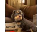 Gimlet (Chocolate and Tan)