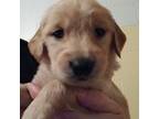 Golden Retriever Puppy for sale in Middleton, MI, USA