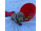 Dachshund Puppy for sale in Chipley, FL, USA