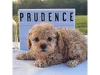 Prudence**