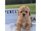 Poodle (Toy) Puppy for sale in College Station, TX, USA