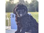 Poodle (Toy) Puppy for sale in College Station, TX, USA