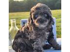 Aussiedoodle Puppy for sale in College Station, TX, USA