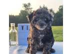 Mutt Puppy for sale in College Station, TX, USA