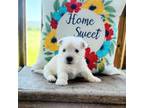 West Highland White Terrier Puppy for sale in Fackler, AL, USA