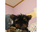 Yorkshire Terrier Puppy for sale in Dayton, OH, USA