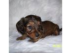 Dachshund Puppy for sale in Mulberry Grove, IL, USA