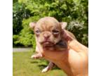 Chihuahua Puppy for sale in Buena, NJ, USA