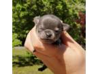 Chihuahua Puppy for sale in Buena, NJ, USA