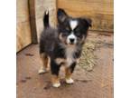 Miniature Australian Shepherd Puppy for sale in Milton, WI, USA