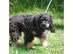 Cocker Spaniel Puppy for sale in Oakland, OR, USA