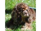 Cocker Spaniel Puppy for sale in Oakland, OR, USA