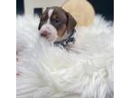 Dachshund Puppy for sale in Bennett, NC, USA