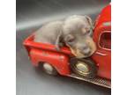 Dachshund Puppy for sale in Bennett, NC, USA