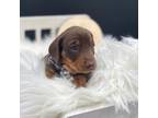 Dachshund Puppy for sale in Bennett, NC, USA