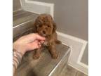 Poodle (Toy) Puppy for sale in Queens, NY, USA