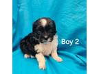 Shih-Poo Puppy for sale in Pana, IL, USA