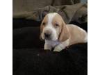 Basset Hound Puppy for sale in Milo, MO, USA